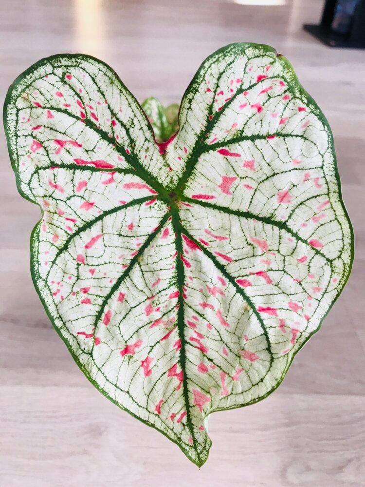 Caladium Marie Moir Pink "Polka Dot"