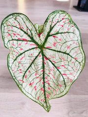 Caladium Marie Moir Pink 