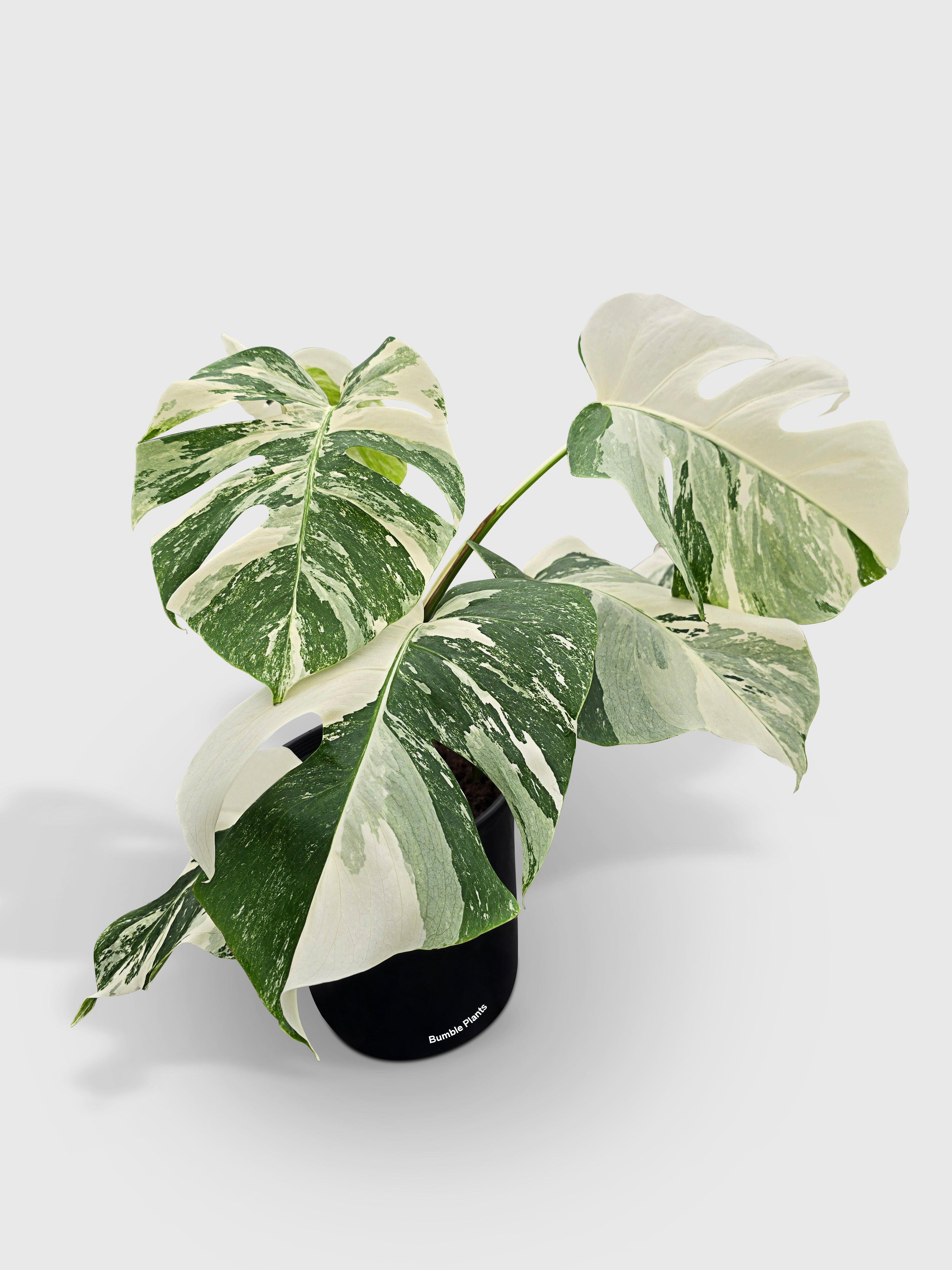 Monstera Borsigiana Variegata Albo (Mature Mother Plant)