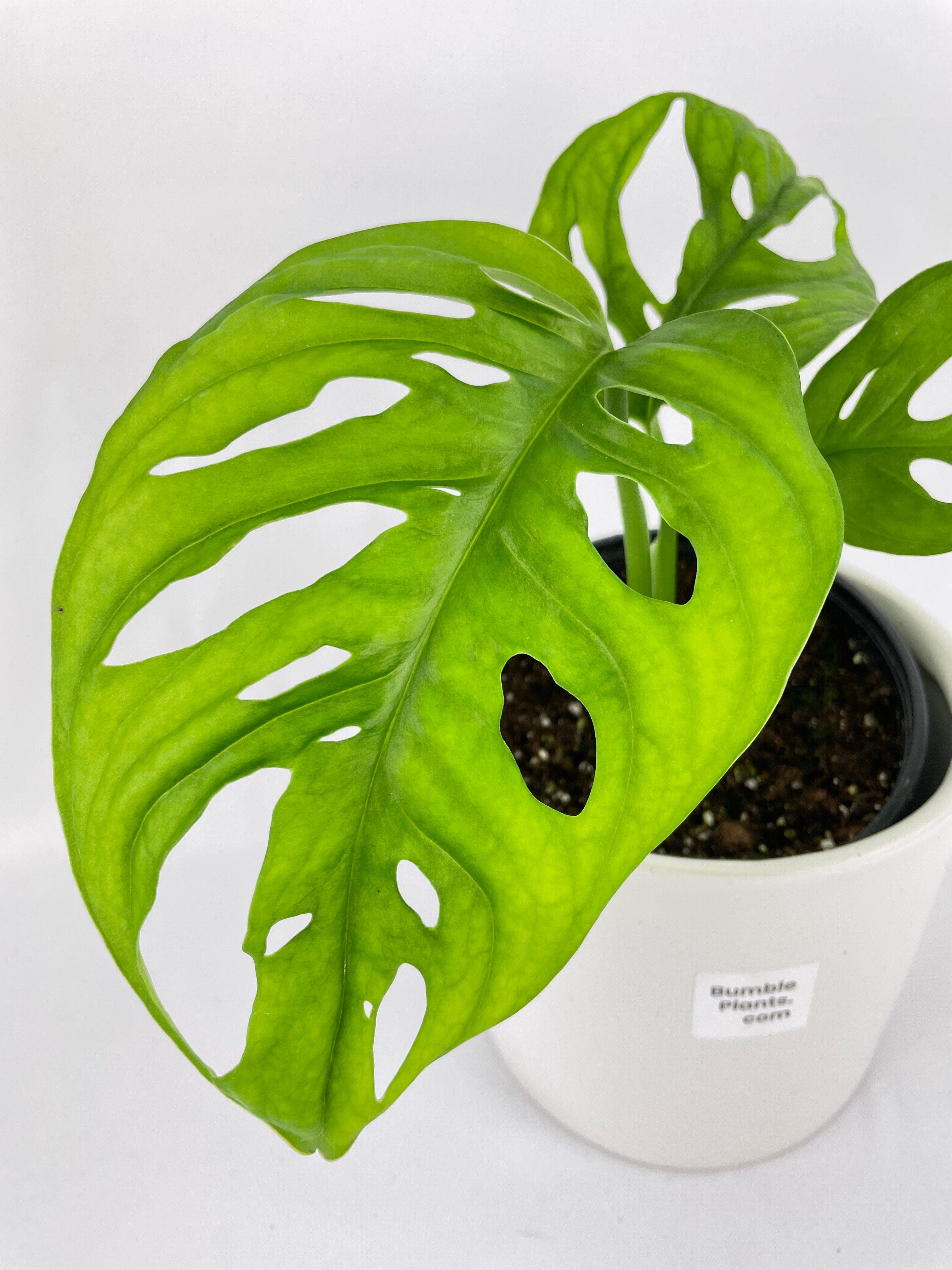 Monstera Adansonii Wide Leaf Form