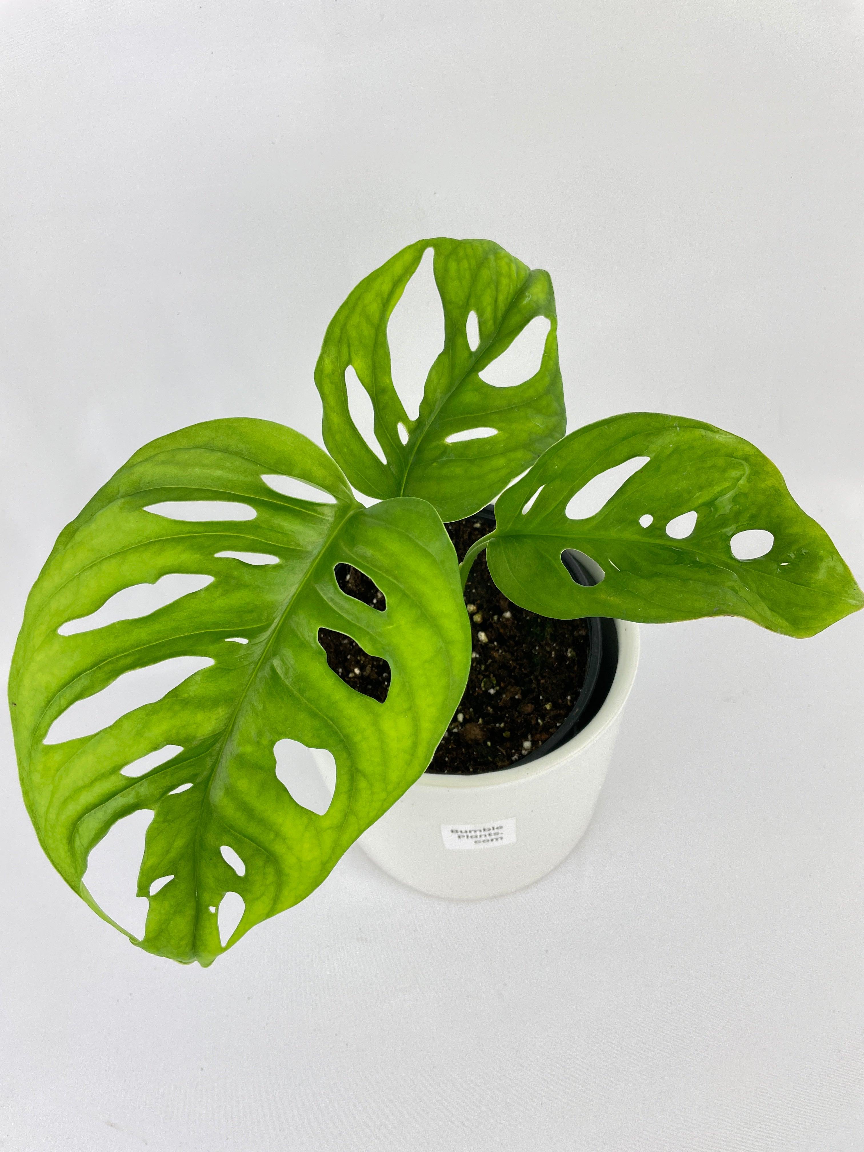 Monstera Adansonii Wide Leaf Form