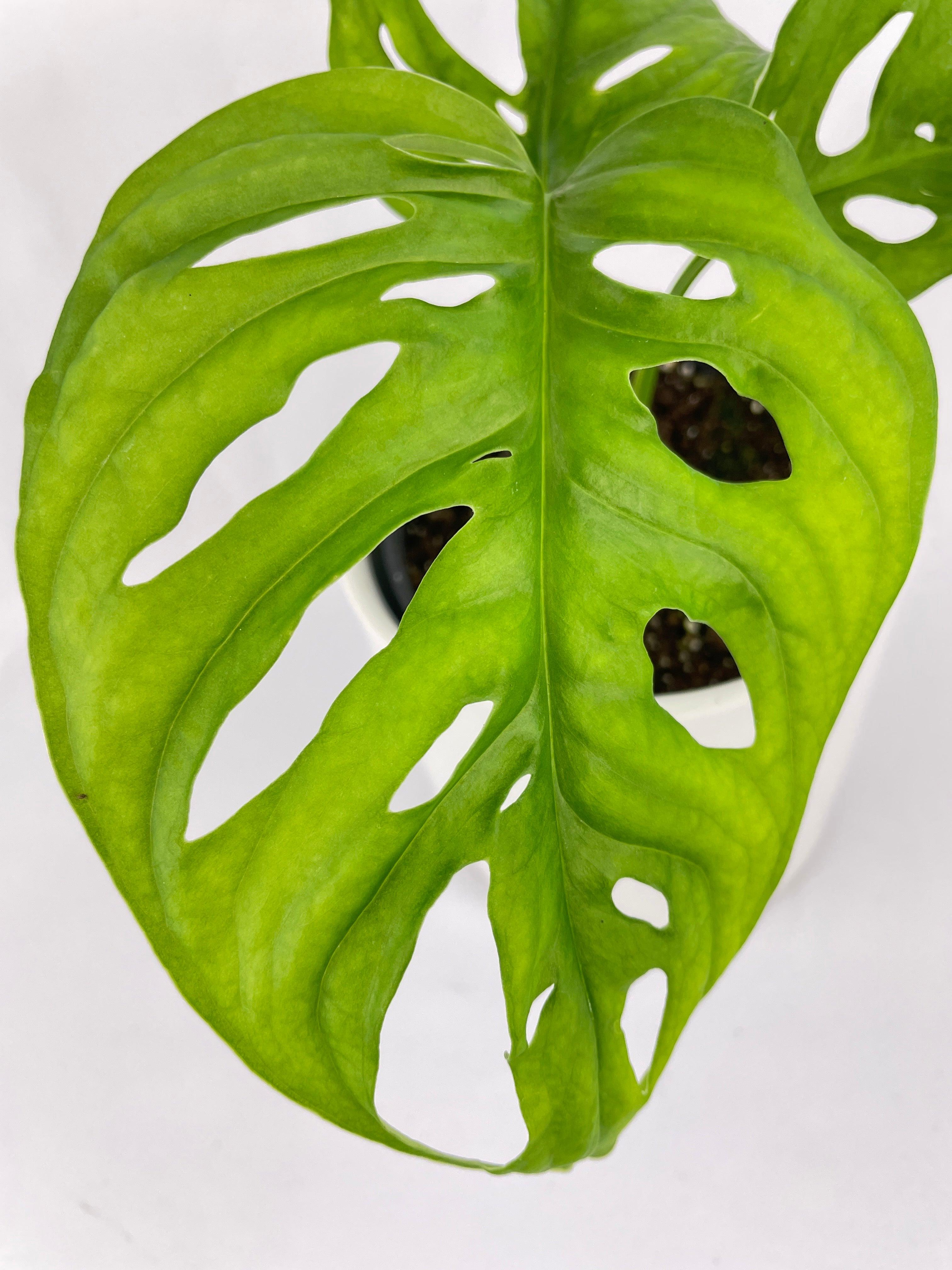 Monstera Adansonii Wide Leaf Form