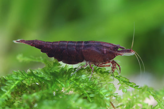 Chocolate Shrimp