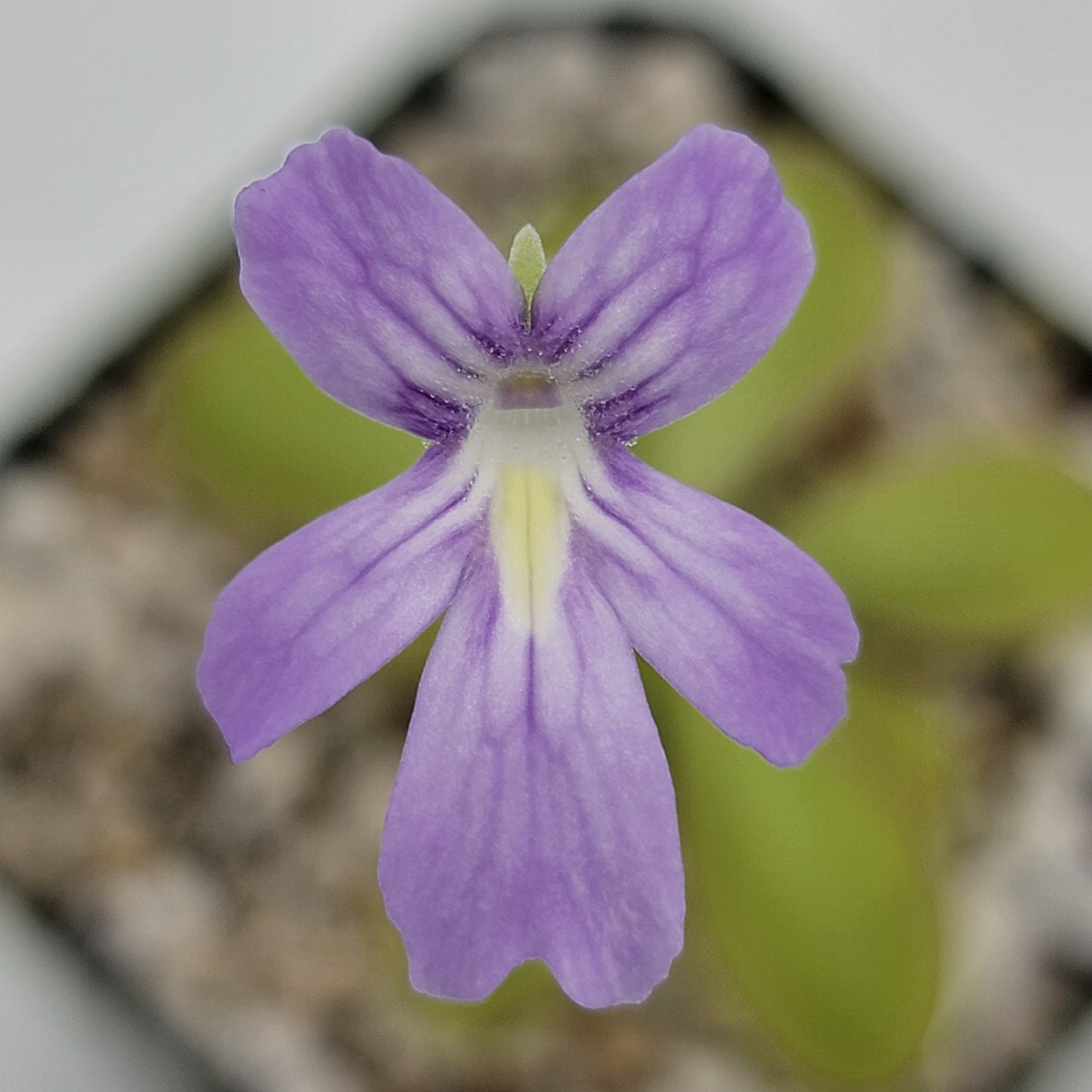 Pinguicula moranensis var. alba x emarginata