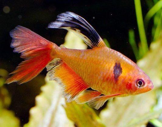 6+ Serpae Hi-Fin Tetra