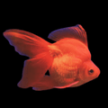 Red Ryukin goldfish 3-4"
