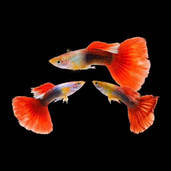Red Tuxedo Guppy 1 X PAIR
