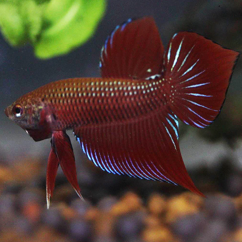Wild Type Betta (Male)
