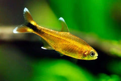6+ Silver Tip Tetra