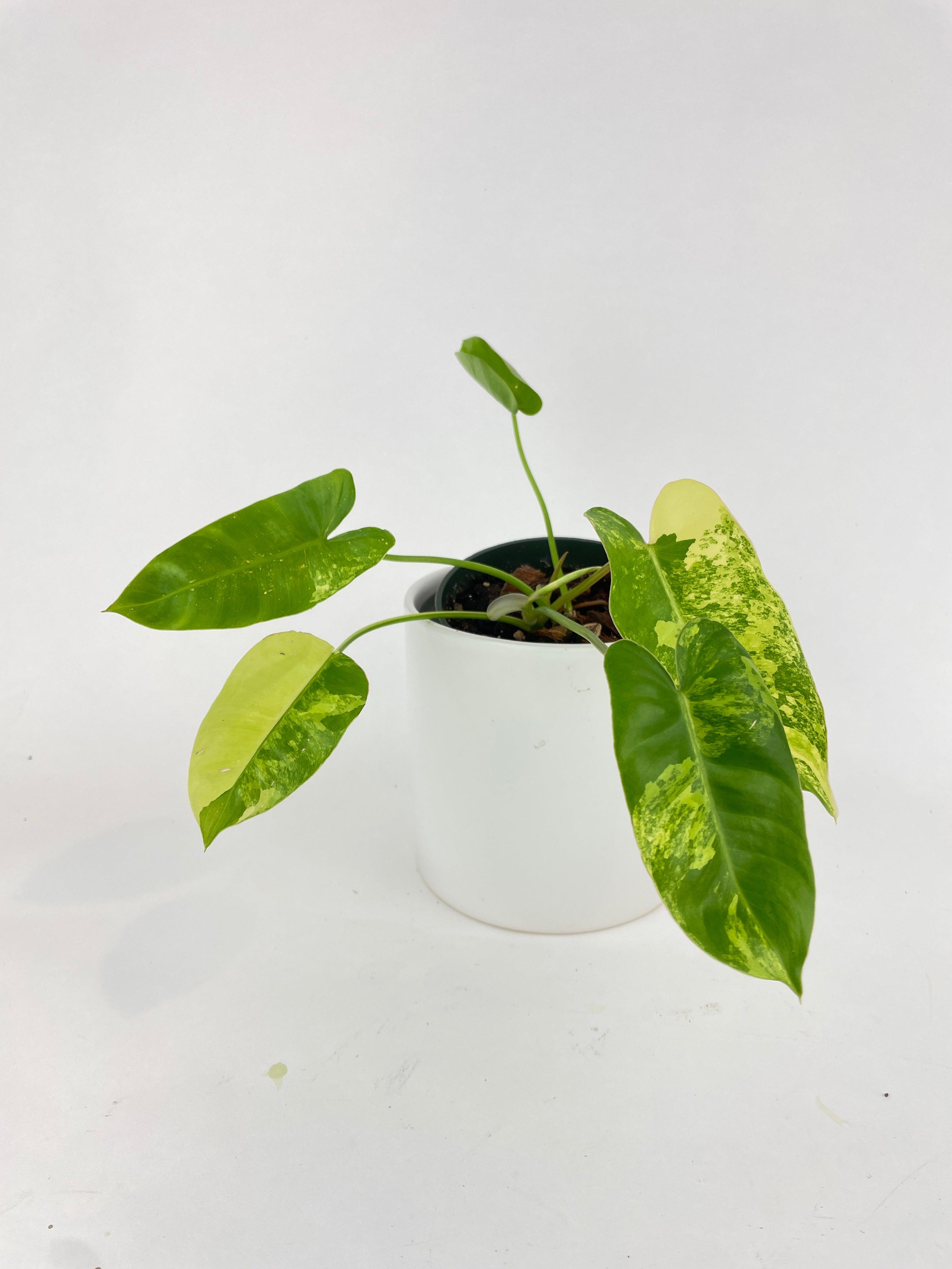 Variegated Philodendron Burle Marx