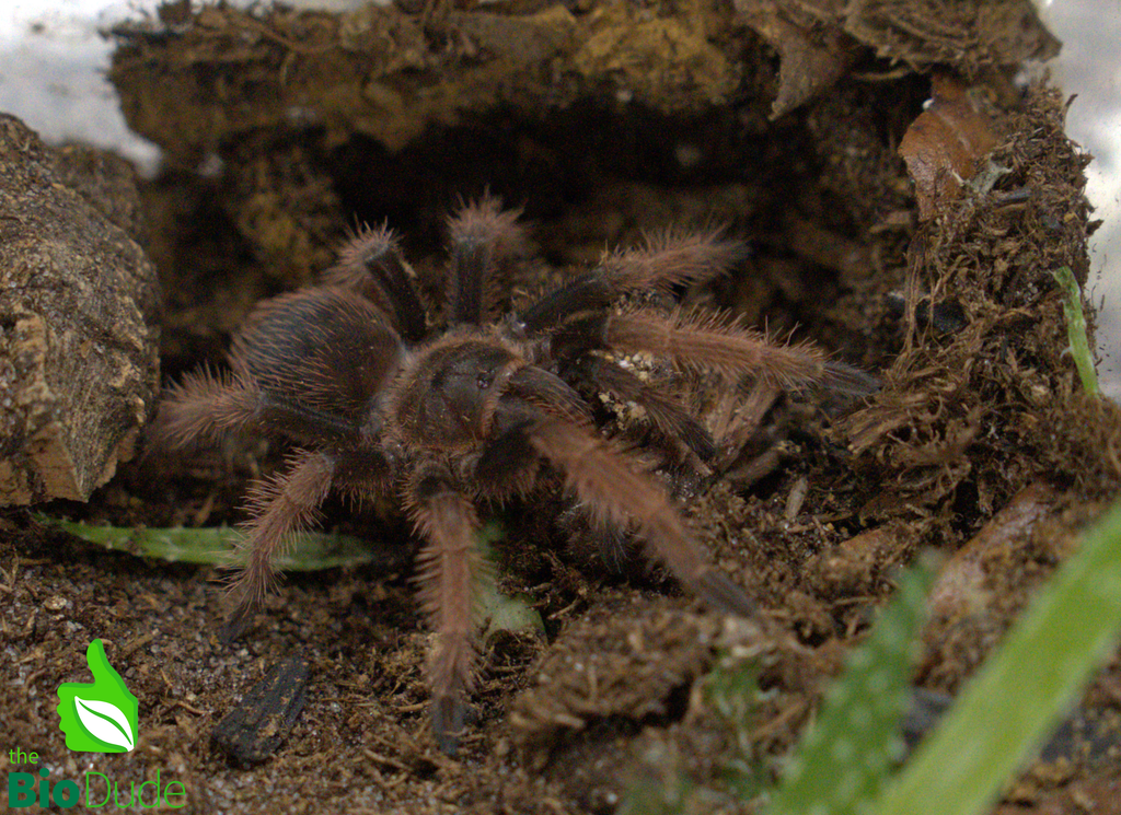 The Bio Dude - Terra Aranea Substrate for Tarantulas 6 qt - The Ultimate Invert Bioactive Substrate