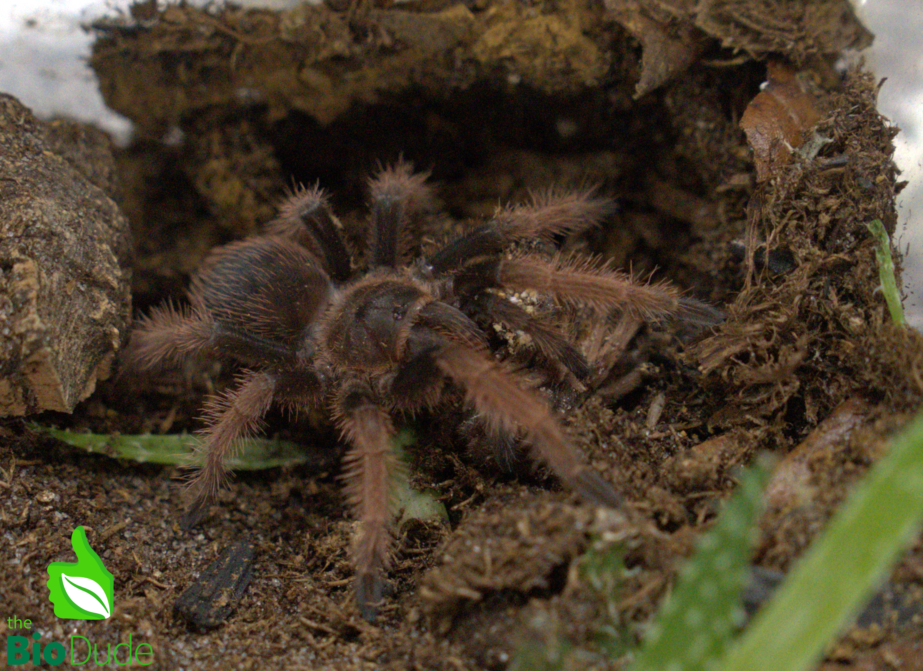 The Bio Dude - Terra Aranea Substrate for Tarantulas 6 qt - The Ultimate Invert Bioactive Substrate
