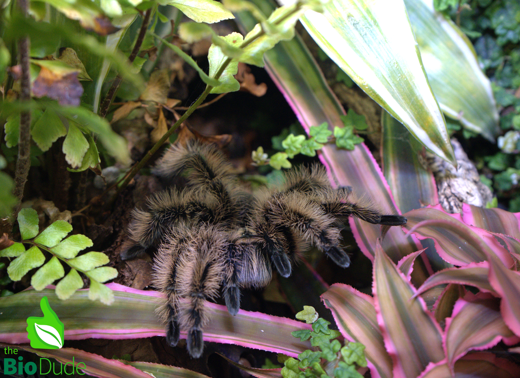The Bio Dude - Terra Aranea Substrate for Tarantulas 6 qt - The Ultimate Invert Bioactive Substrate