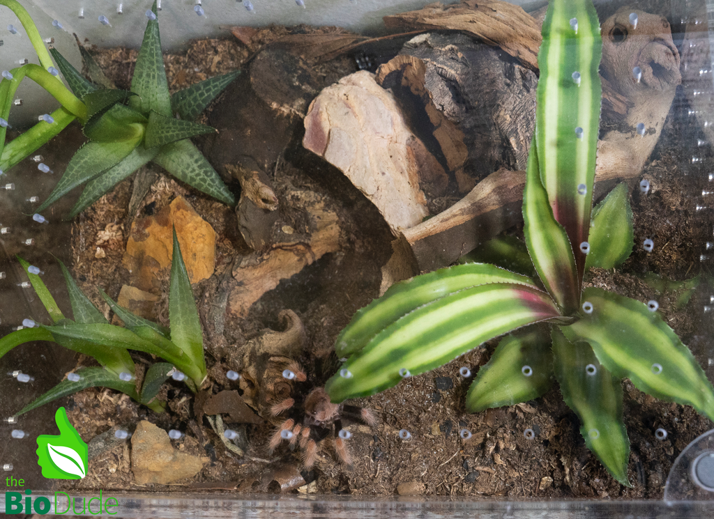 The Bio Dude - Terra Aranea Substrate for Tarantulas 6 qt - The Ultimate Invert Bioactive Substrate