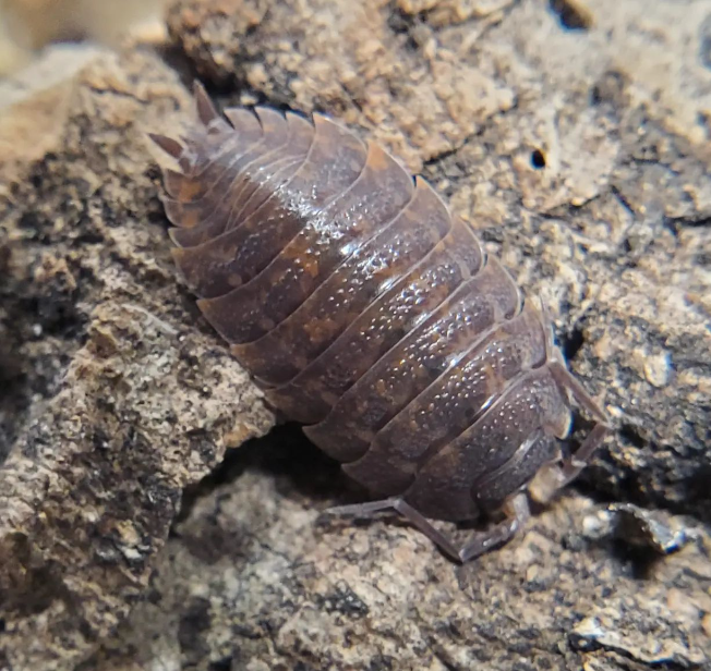 Trachelipus Balkan Giant