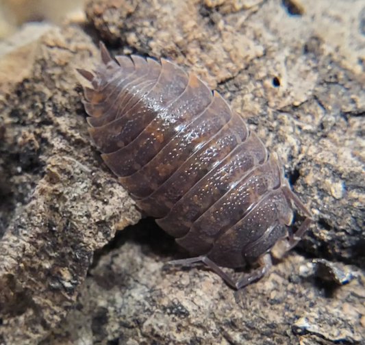 Trachelipus Balkan Giant