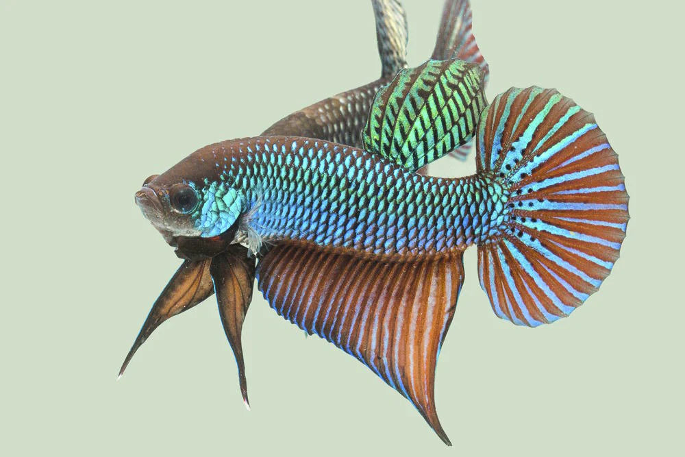 Wild Type Betta (Male)