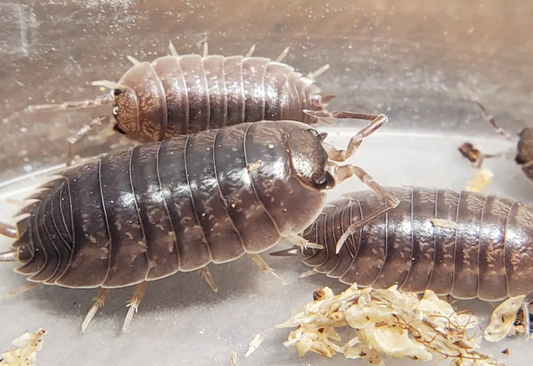 Porcellio Laevis "Big Pine Key"