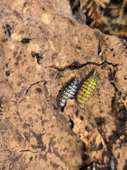 Porcellionides virgatus 