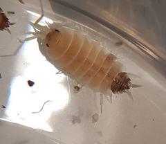 Porcellionides pruinosus 