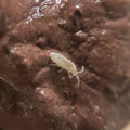 100+ Bylas Ant Springtails (Pseudosinella violenta)