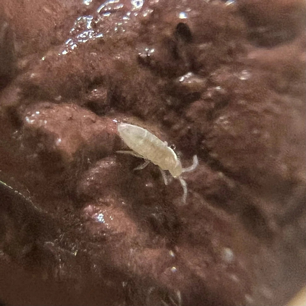 100+ Bylas Ant Springtails (Pseudosinella violenta)