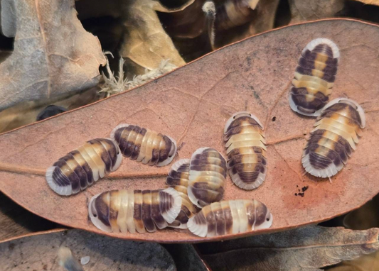 Cubaris sp. Cappuccino