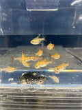 6+ Pristella Golden Tetra
