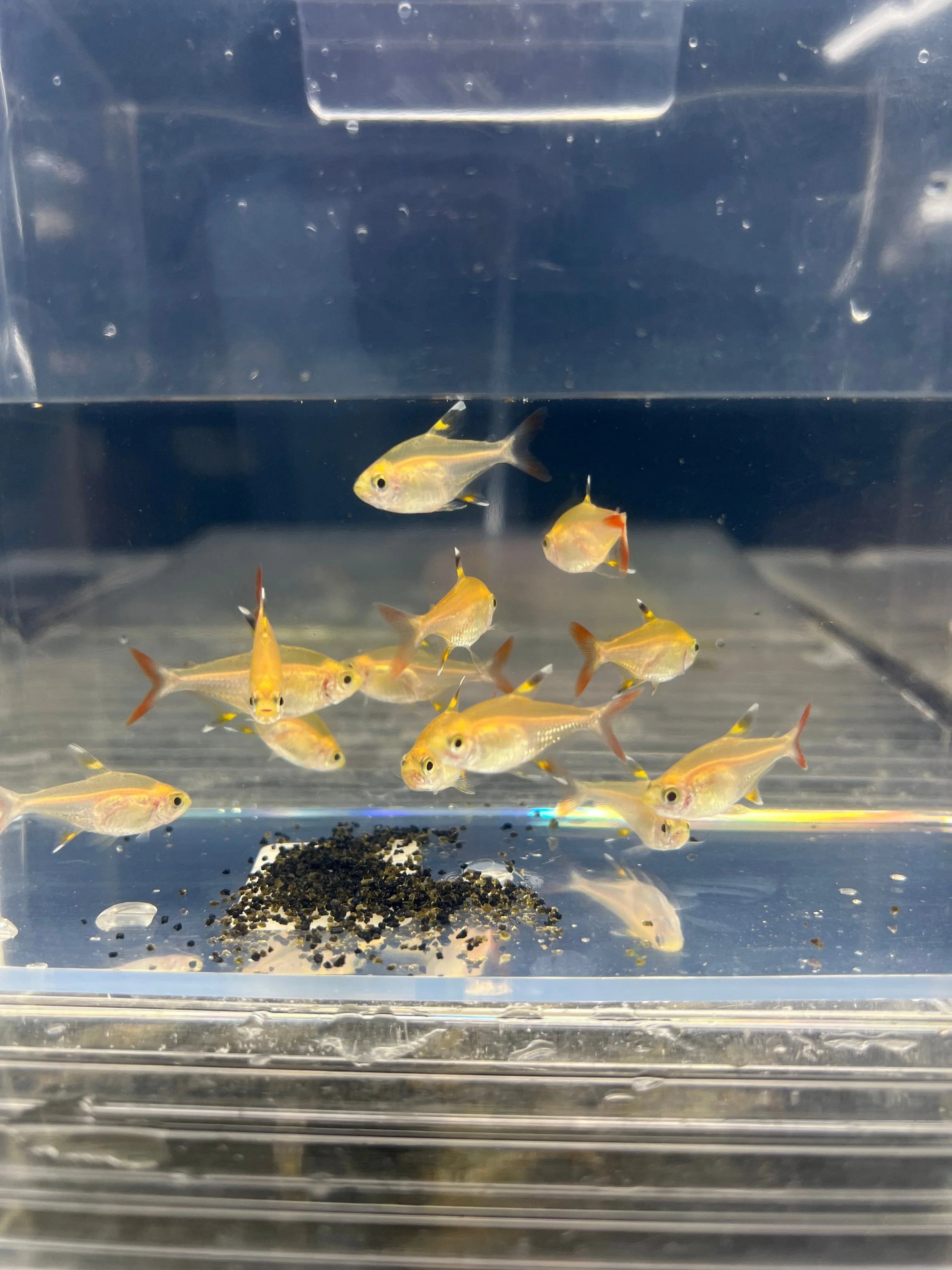6+ Pristella Golden Tetra