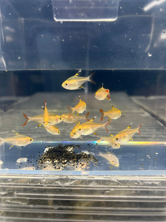 6+ Pristella Golden Tetra