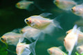 6+ White Skirt Tetra