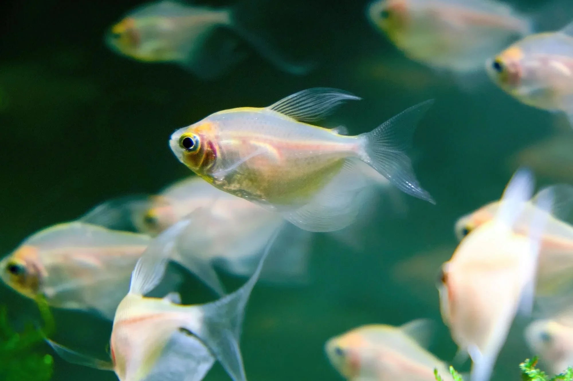 6+ White Skirt Tetra