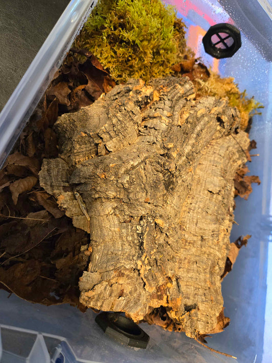 Cork Bark Hides for Isopods, Reptiles, Amphibians, and other Invertebrates