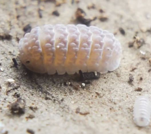 Ctenorillo sp. Boqueron (Puerto Rico Spiky Isopod)