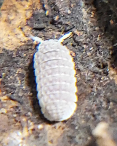 Ctenorillo sp. Boqueron (Puerto Rico Spiky Isopod)