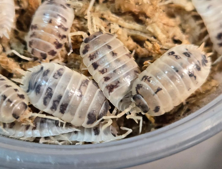 Porcellio laevis Dairy Cow