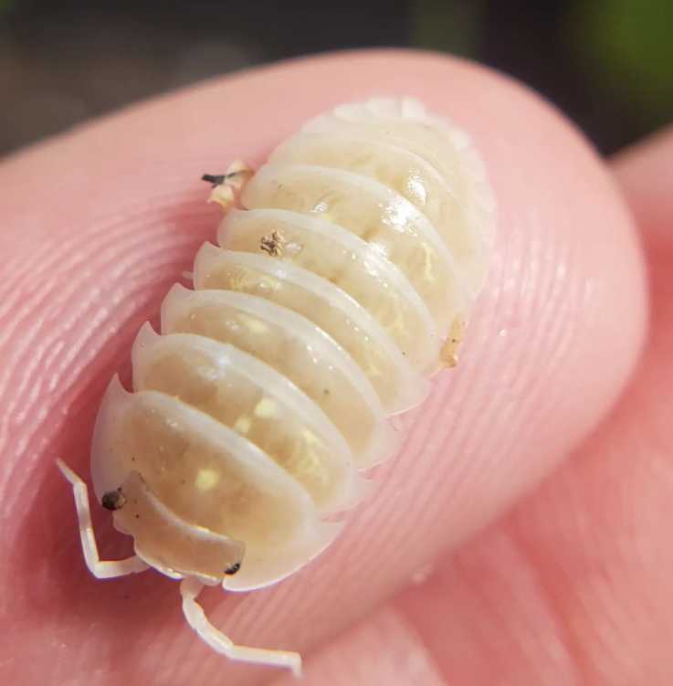 Armadillidium Depressum Magic Potion