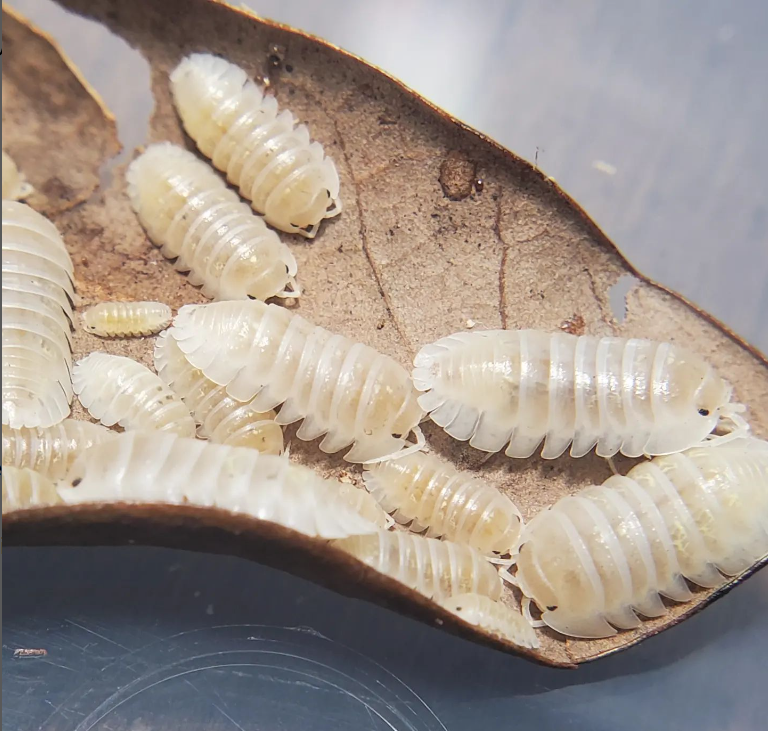 Armadillidium Depressum Magic Potion