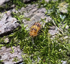 Laureola sp. Durian Spiky