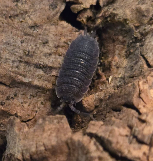 Porcellio Echinatus