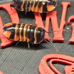 Ardientella sp. Ember Bee