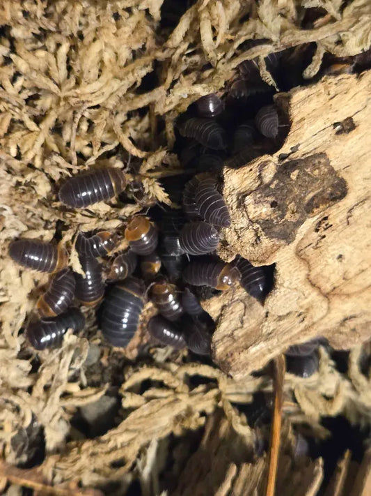 Armadillidium flavoscutatum
