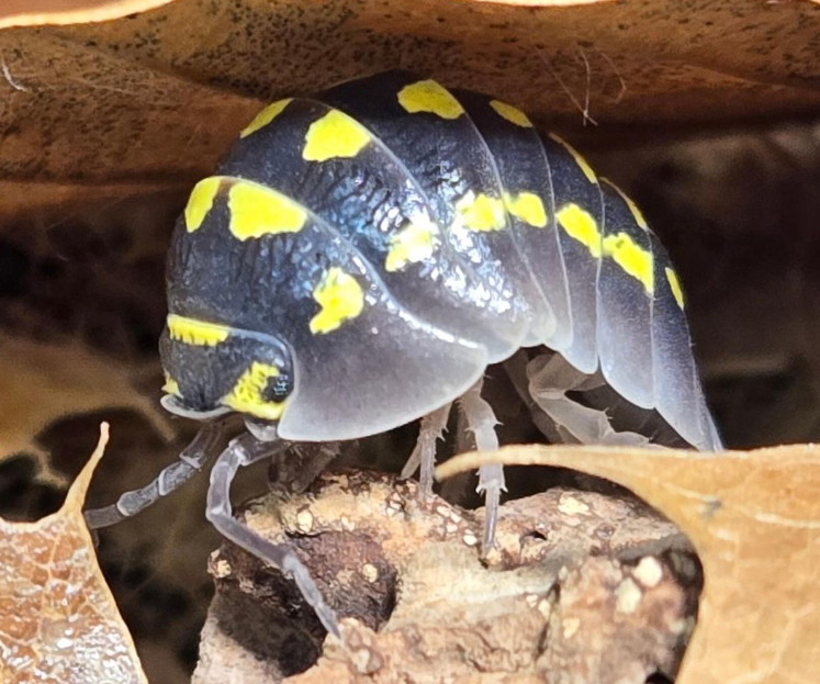 Armadillidium gestroi