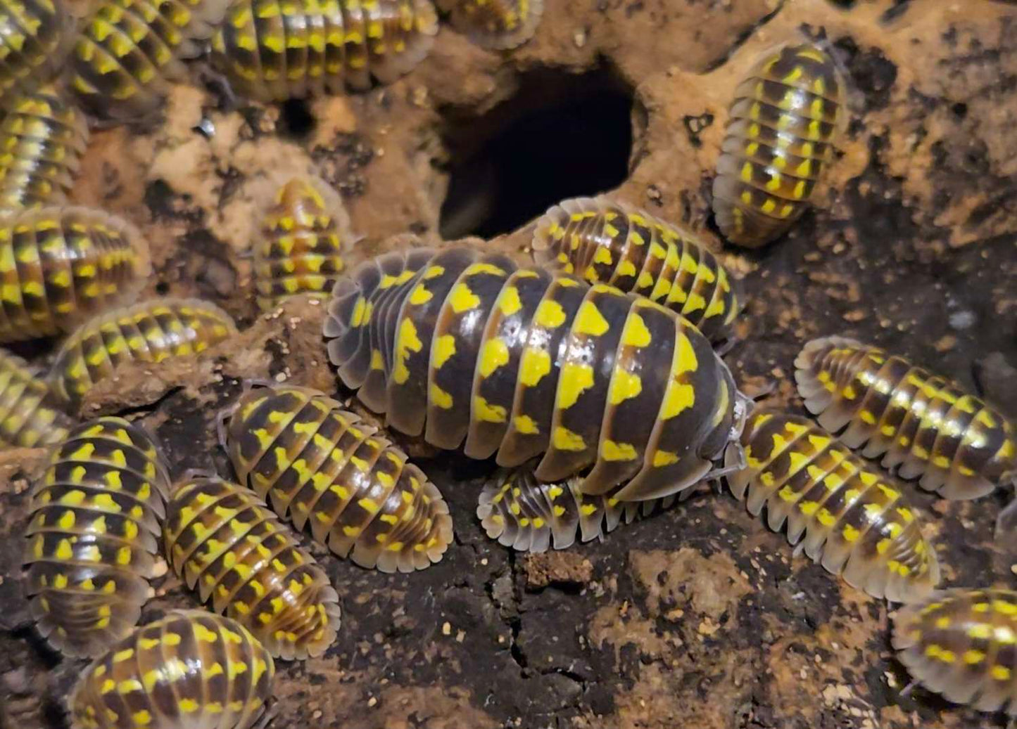 Armadillidium Gestroi Halloween