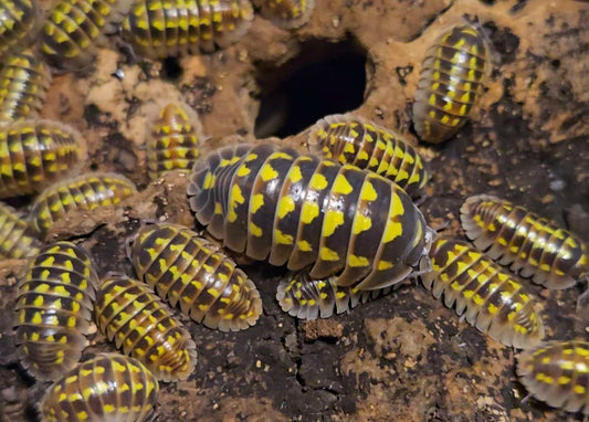 Armadillidium Gestroi Halloween