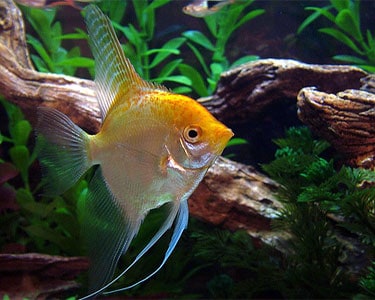 Gold Angelfish (Pterophyllum scalare)