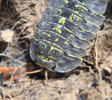 Troglodillo sp. Green Spot