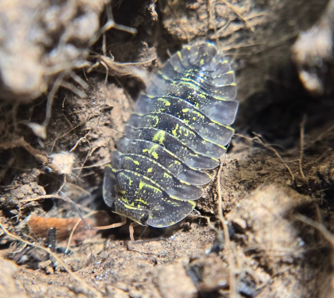 Troglodillo sp. Green Spot