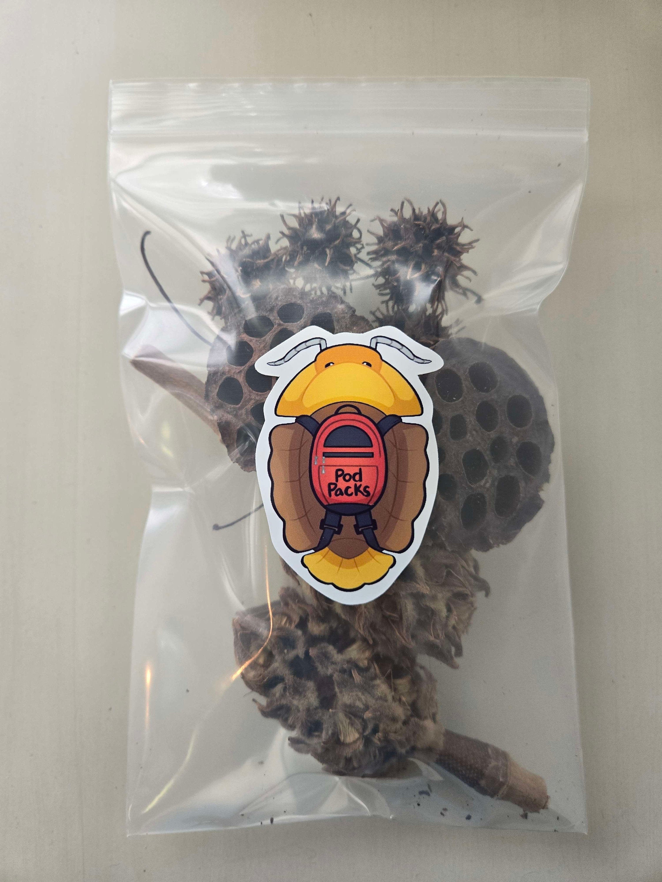 Pod Packs! Isopod Hides - Magnolia Pods, Lotus Pods, Sweetgum pods ...