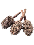 Pod Packs! Isopod Hides - Magnolia Pods 3ct